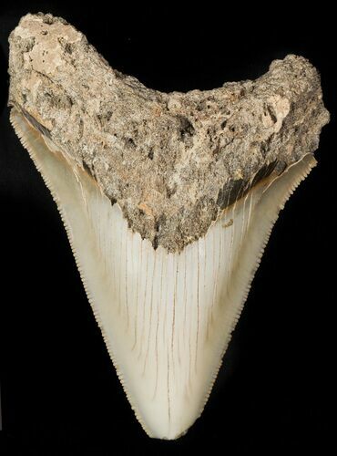 Serrated Fossil Megalodon Tooth #45823